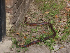 Farancia erytrogramma