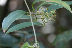 Smilax zeylanica, photograph (c) Dinesh Valke, some rights reserved (CC BY-SA)