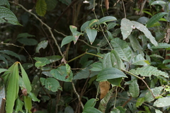 (c) Dinesh Valke, some rights reserved (CC BY-SA) Smilax zeylanica, photograph (c) Dinesh Valke, some rights reserved (CC BY-SA)