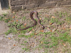 Farancia erytrogramma