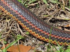 Farancia erytrogramma