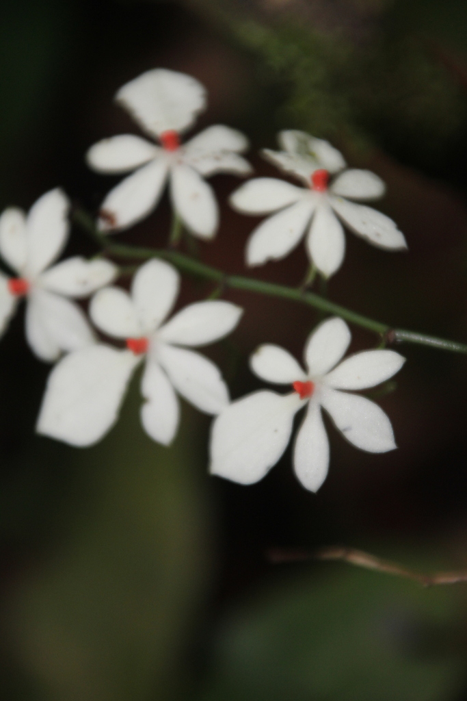 Aerangis luteoalba