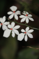 Aerangis luteoalba