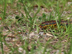 Farancia erytrogramma