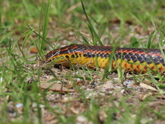 Farancia erytrogramma