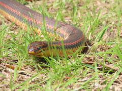 Farancia erytrogramma