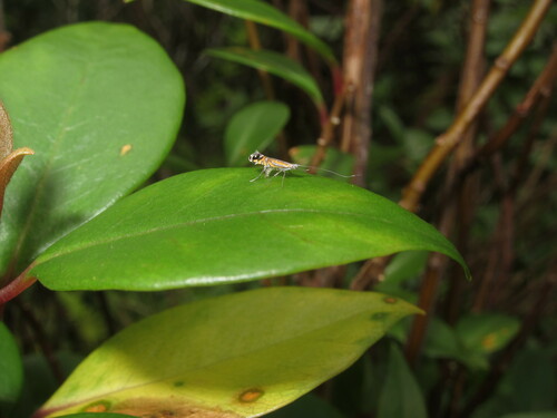 Philodoria lysimachiella observed 2020-03-04