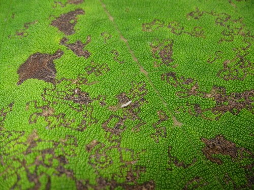 Philodoria pipturiella observed 2019-02-21