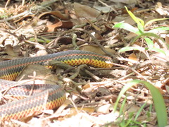 Farancia erytrogramma