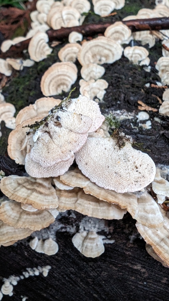 Trichaptum biforme · February 2024 · photo: © atsushi_nakajima_cirque (iNaturalist, cc-by)