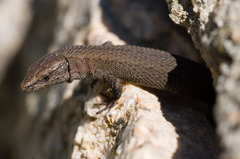 Fitzinger's Algyroides photo 3