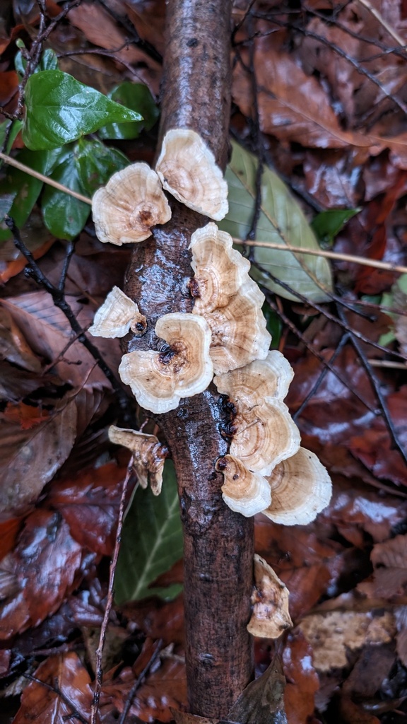 Microporus vernicipes · February 2024 · photo: © atsushi_nakajima_cirque (iNaturalist, cc-by)