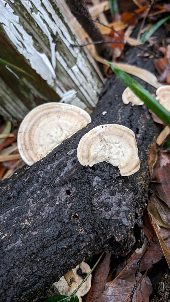 Trametes orientalis · February 2024 · photo: © atsushi_nakajima_cirque (iNaturalist, cc-by)