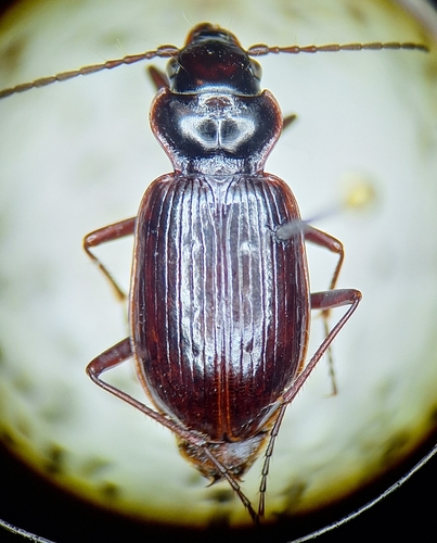 Thick-horned Gazelle Beetle
