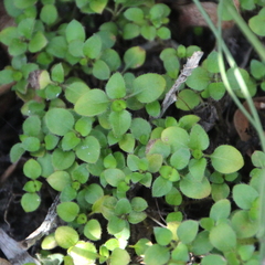 Leptostigma setulosum