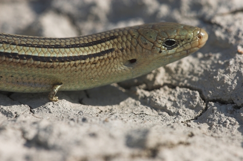 Luscengola comune
