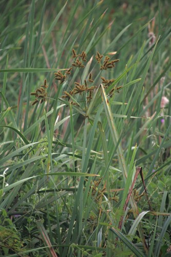 Image of Cyperus dives by no rights reserved