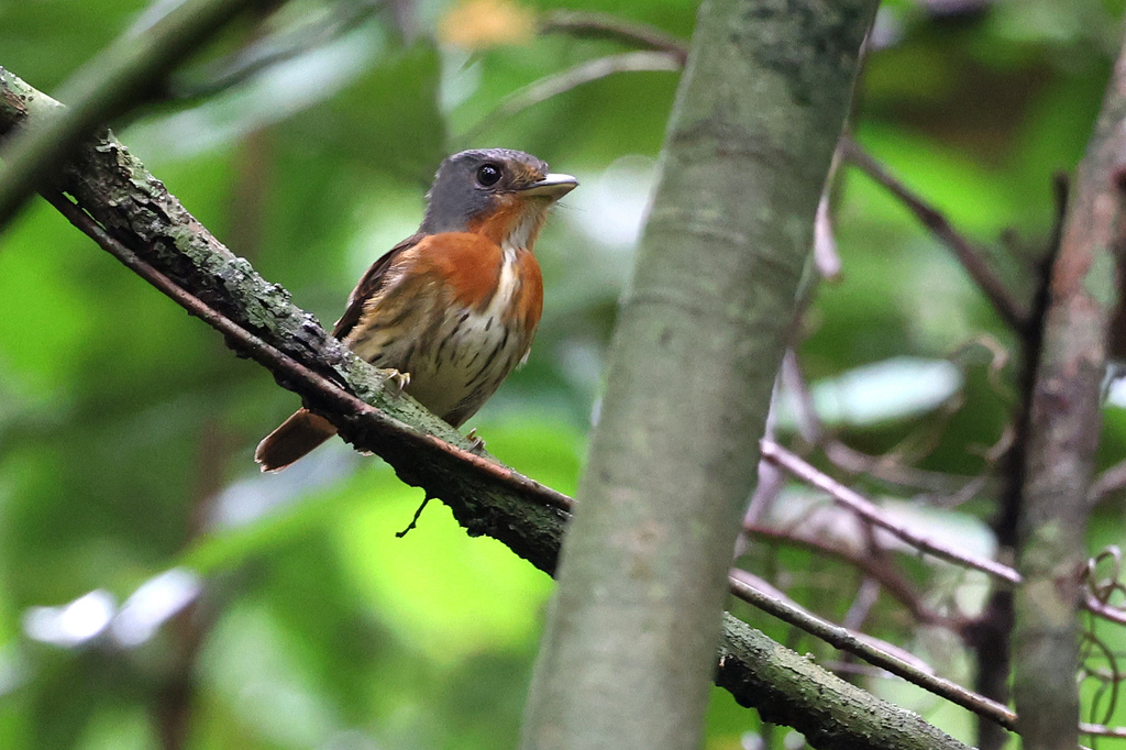 Gray-headed Broadbill photo