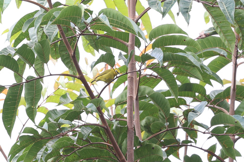 iNaturalist image
