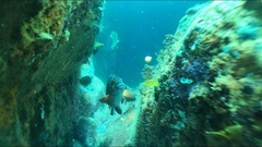 Chirodactylus spectabilis