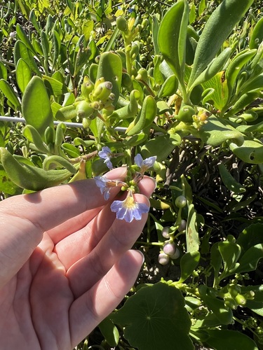Image of Dune Fan-Flower (Scaevola calendulacea) by (c) Toby Jin, some rights reserved (CC BY)