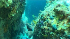 Chirodactylus spectabilis