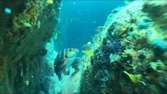 Chirodactylus spectabilis