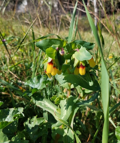 Cerinthe major