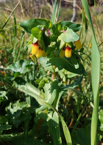 Cerinthe major