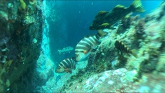 Chirodactylus spectabilis