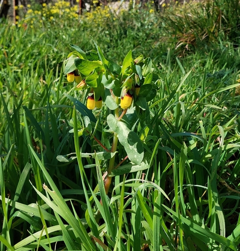 Cerinthe major