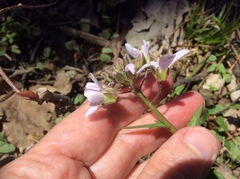 Cardamine douglassii
