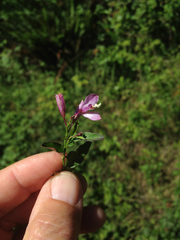 Rhinotropis californica