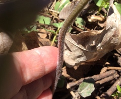 Cardamine douglassii