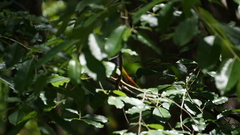 Passerina ciris ciris