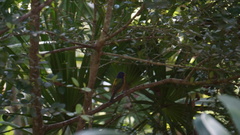 Passerina ciris ciris