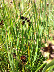 Juncus xiphioides