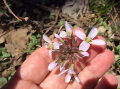 Cardamine douglassii