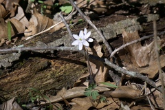 Hepatica acutiloba