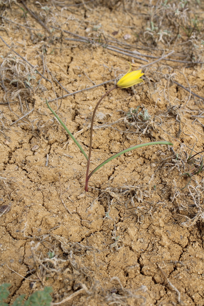 Tulipa turgaica