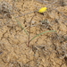 Tulipa turgaica - Photo 由 Серик Кубентаев 所上傳的 (c) Серик Кубентаев，保留部份權利CC BY-NC