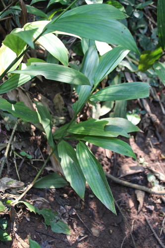 Image of Leptaspis zeylanica by no rights reserved