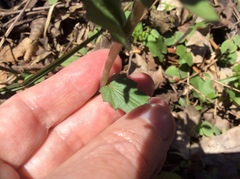 Cardamine douglassii