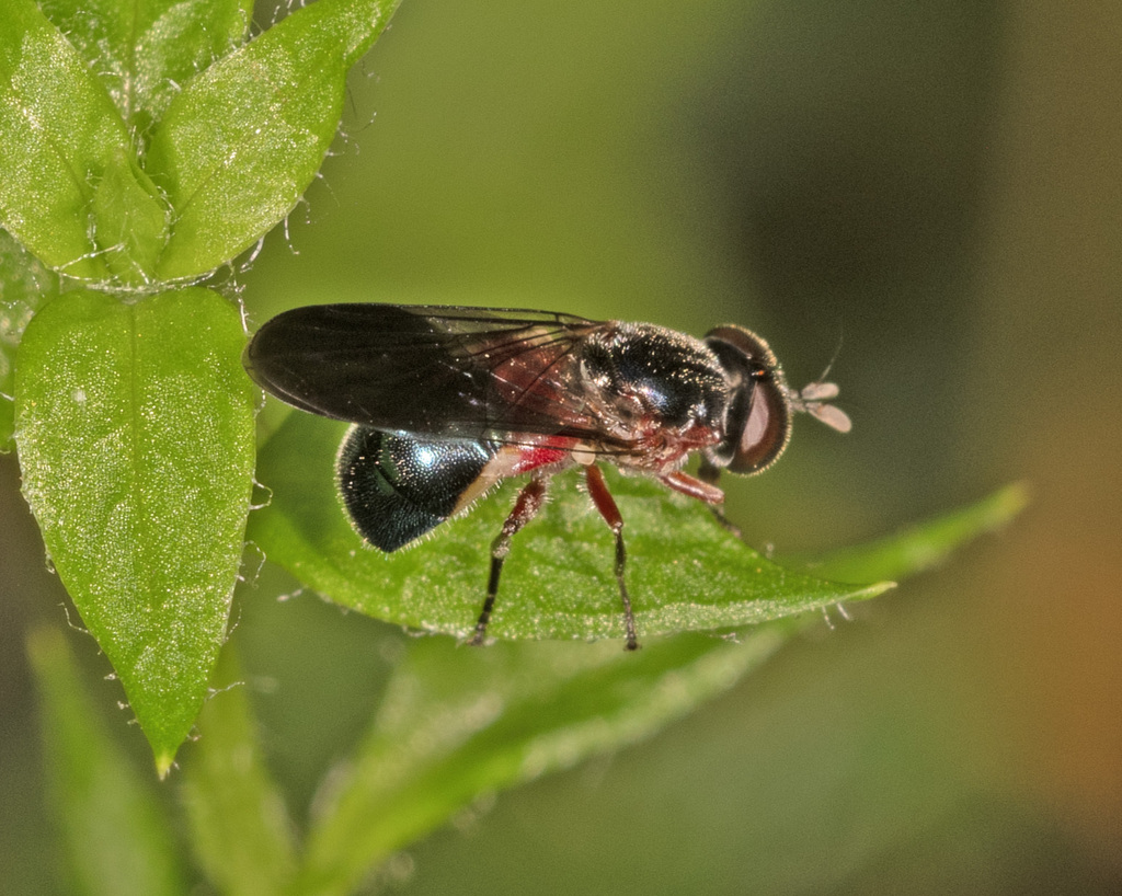 Psilota purpurea