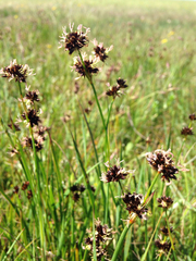 Juncus xiphioides