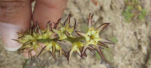 Wurmbea monopetala (Wurmbea monopetala)