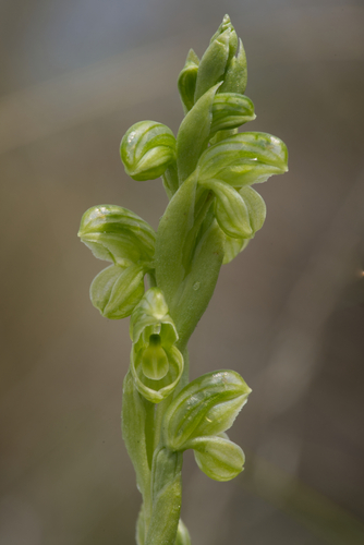 Pterostylis wapstrarum thumbnail