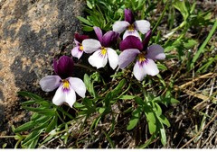 Viola beckwithii