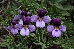 Viola beckwithii