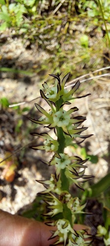 Wurmbea monopetala (Wurmbea monopetala)